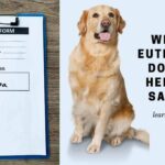 When To Euthanize A Dog With Hemangiosarcoma? 6 Conclusive Diagnosis Methods That Work