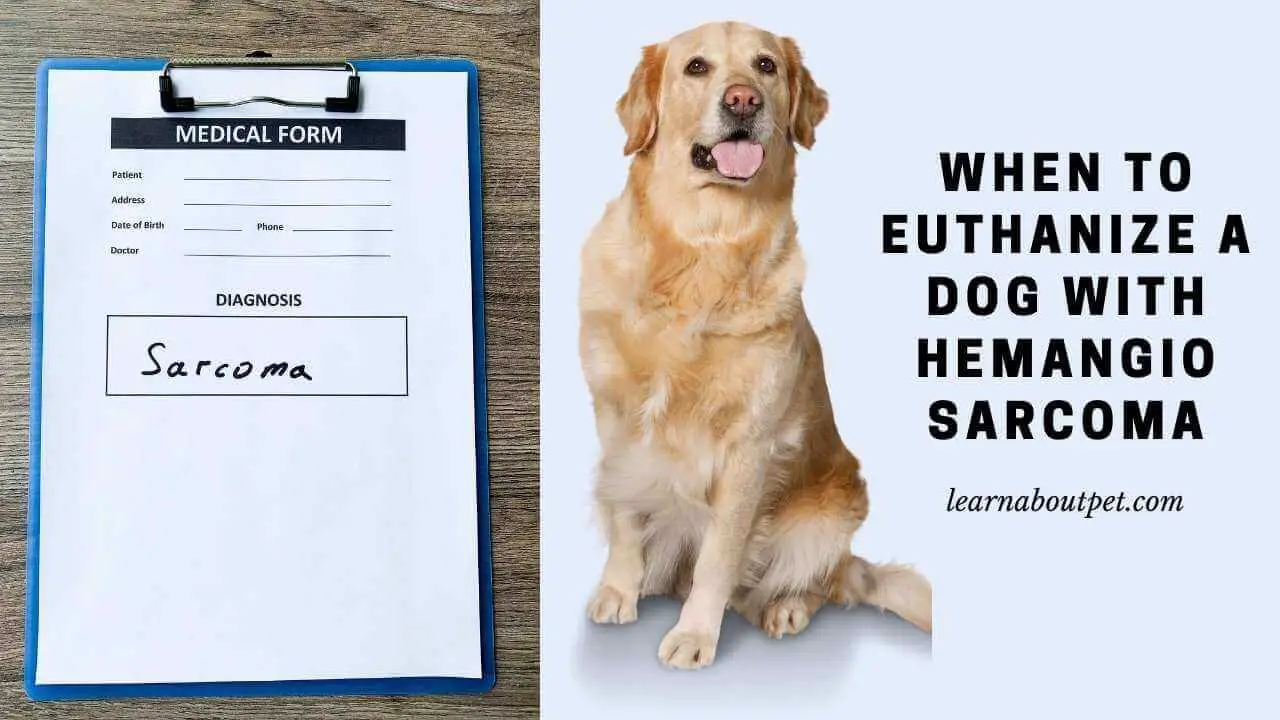 When To Euthanize A Dog With Hemangiosarcoma 6 Conclusive Diagnosis Methods That Work