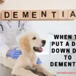 When To Put A Dog Down Due To Dementia? 9 Clear Symptoms