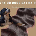 Why Do Dogs Eat Hair