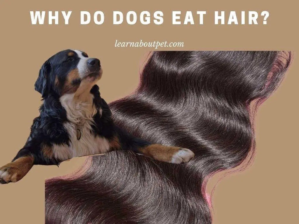 Why Do Dogs Eat Hair? 5 Clear Reasons For Dogs Eating Hair Off The Floor