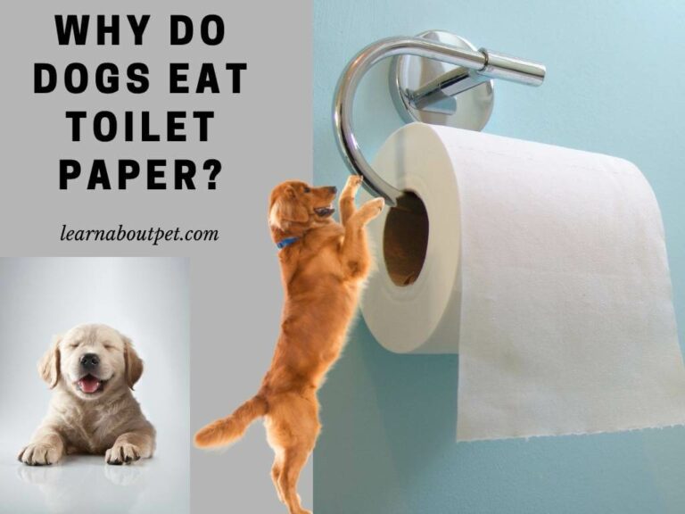 why do dogs like to eat toilet paper