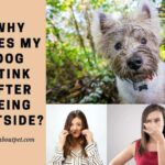 Why Does My Dog Stink After Being Outside? 7 Reasons For Strong Dog Smell Why Does My Dog Stink After Being Outside