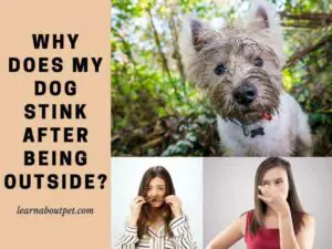 Why does my dog stink after being outside