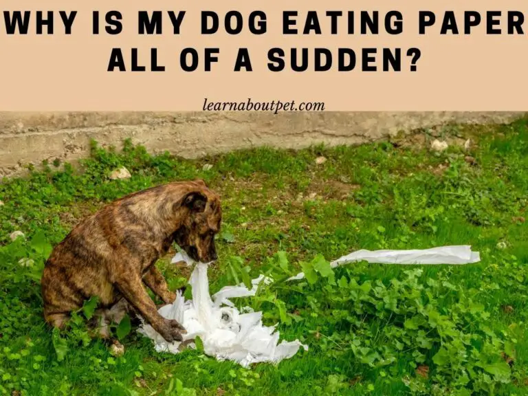 Why Is My Dog Eating Paper All Of A Sudden? 6 Clear Reasons For Dog
