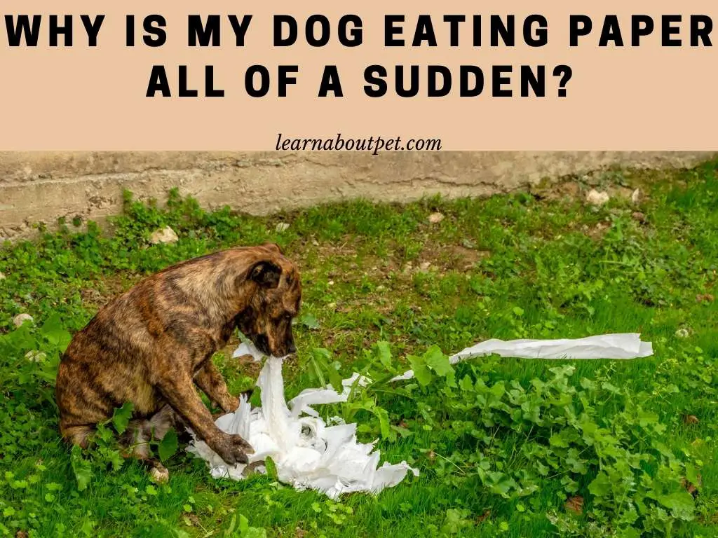 why dogs like to eat paper