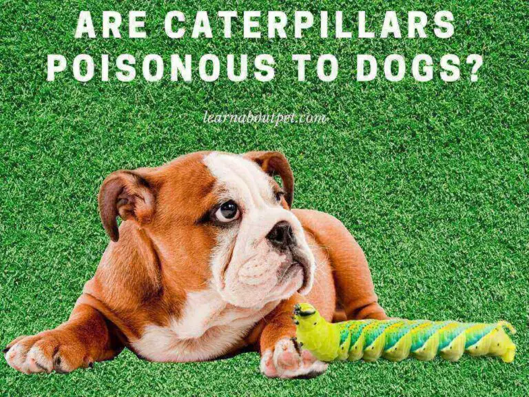 Are Caterpillars Poisonous To Dogs? 6 Poisonous Caterpillars For Dogs