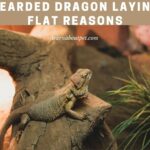 Bearded Dragon Laying Flat : (3 Clear Reasons From Vet!)