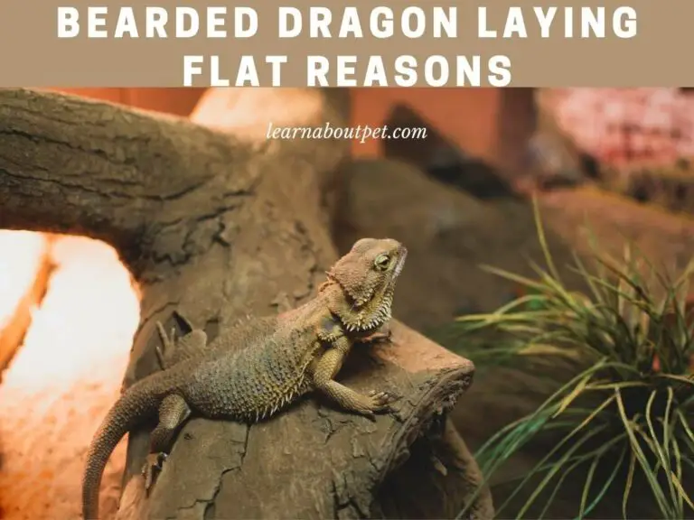 Bearded Dragon Laying Flat : (3 Clear Reasons From Vet!)