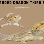 bearded dragon third eye