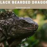 Black Bearded Dragon : 3 Clear Reasons For Bearded Dragon Black Beard