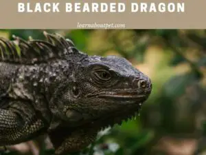 Black bearded dragon