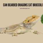 Can Bearded Dragons Eat Broccoli? 7 Excessive Eating Menacing Symptoms
