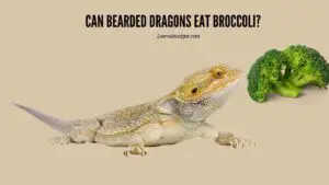 Can bearded dragons eat broccoli
