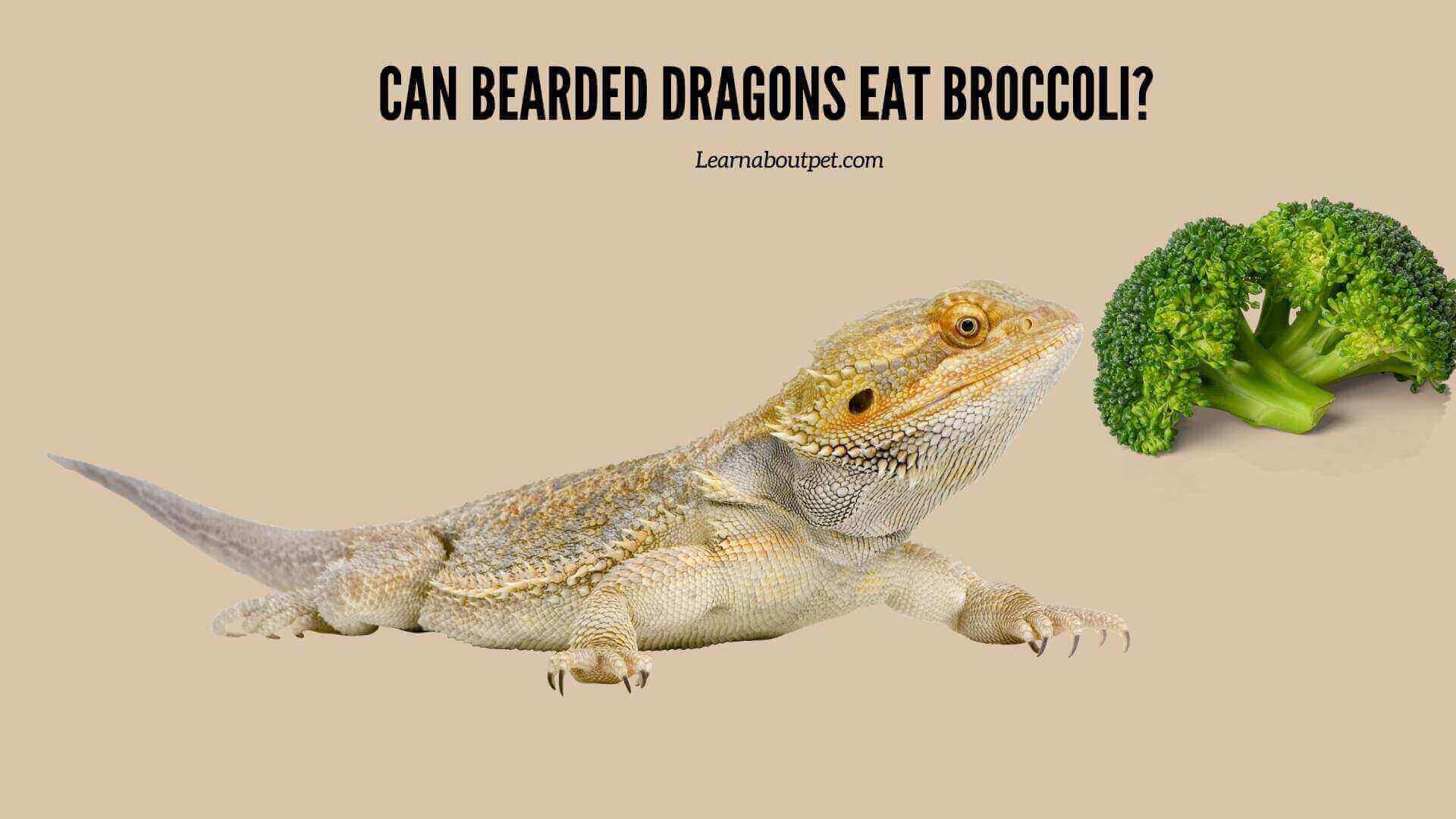 Can Bearded Dragons Eat Broccoli? 7 Excessive Eating Menacing Symptoms