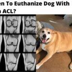 Euthanize Dog With Torn ACL? 4 Good & Conclusive Surgeries