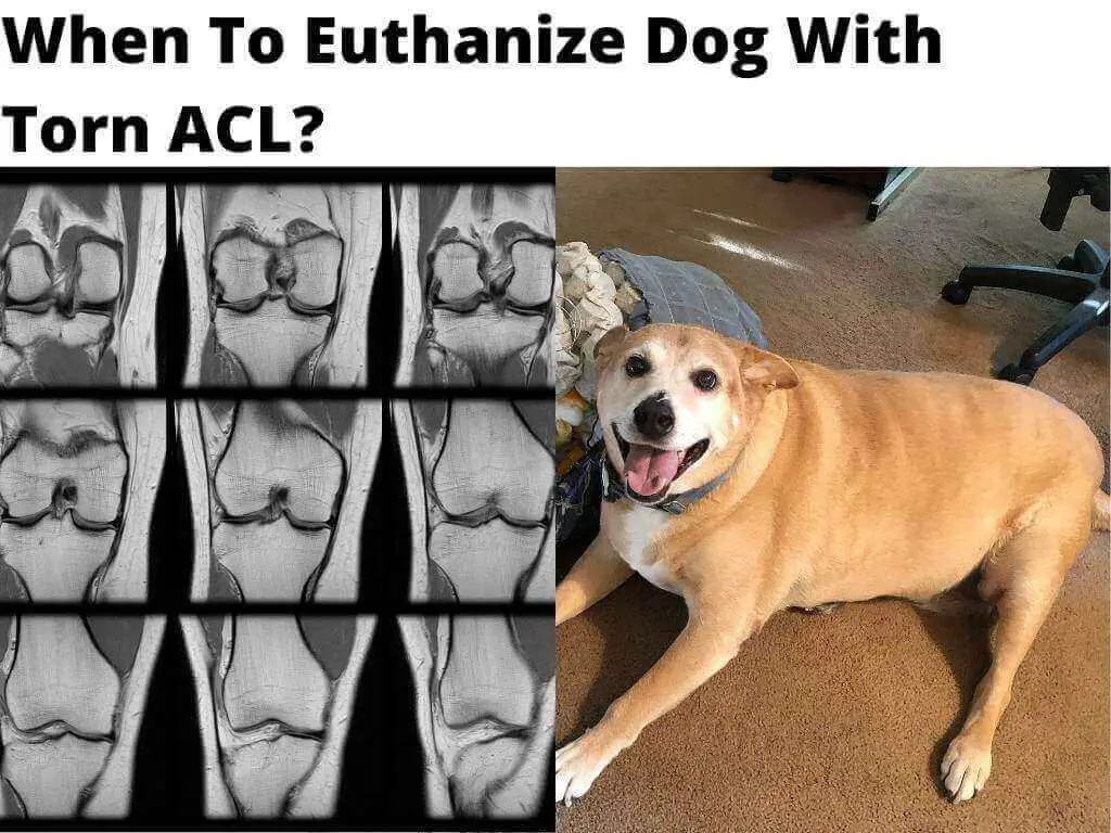 Euthanize dog with torn acl