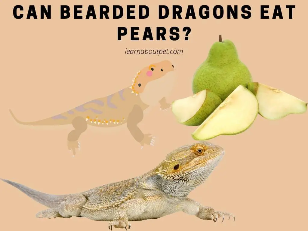 Can Bearded Dragons Eat Pears? (7 Interesting Facts!) - 2022