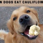 Can Dogs Eat Cauliflower? 6 Clear Health Benefits When Eaten In Moderation