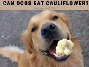 Can dogs eat cauliflower