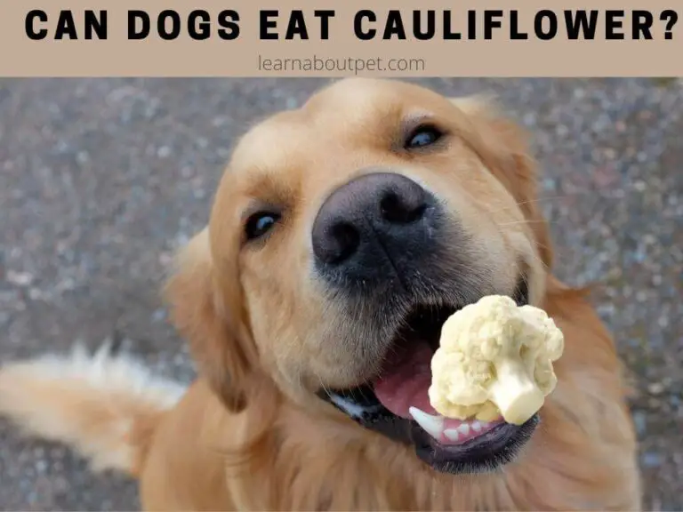 Can Dogs Eat Cauliflower? 6 Clear Health Benefits When Eaten In Moderation