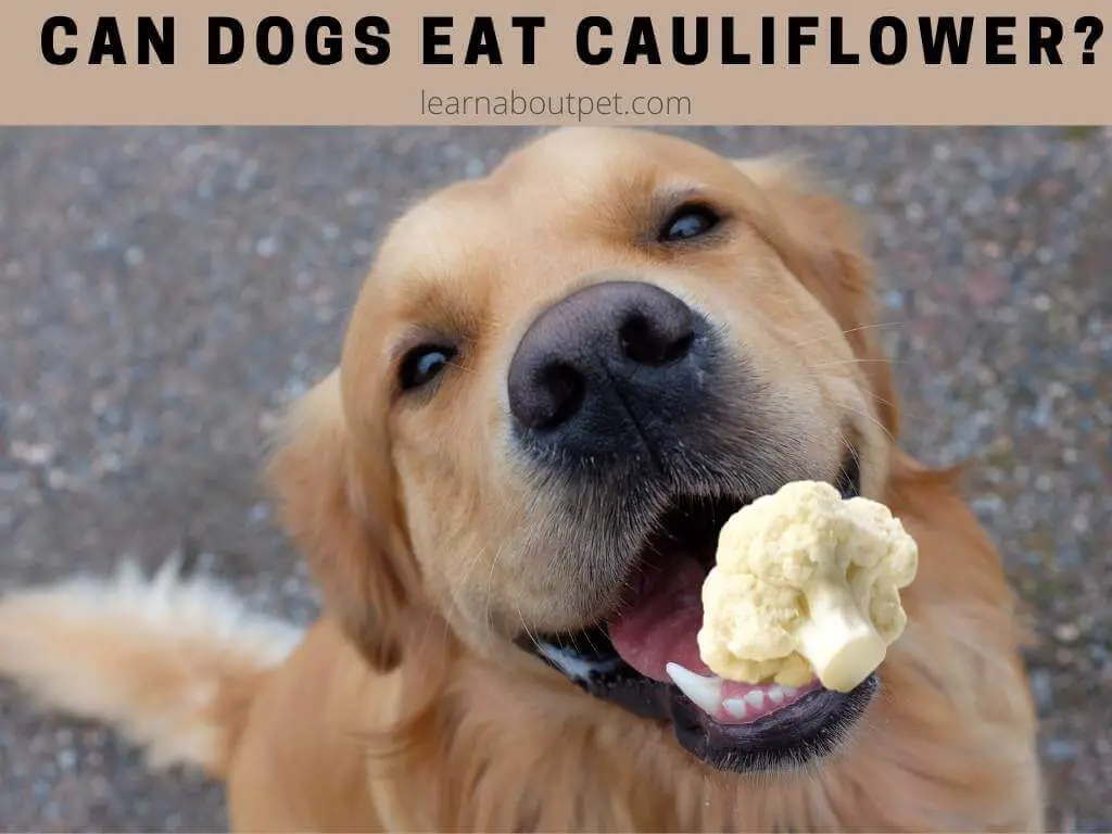 Can Dogs Eat Cauliflower? 6 Clear Health Benefits When Eaten In Moderation