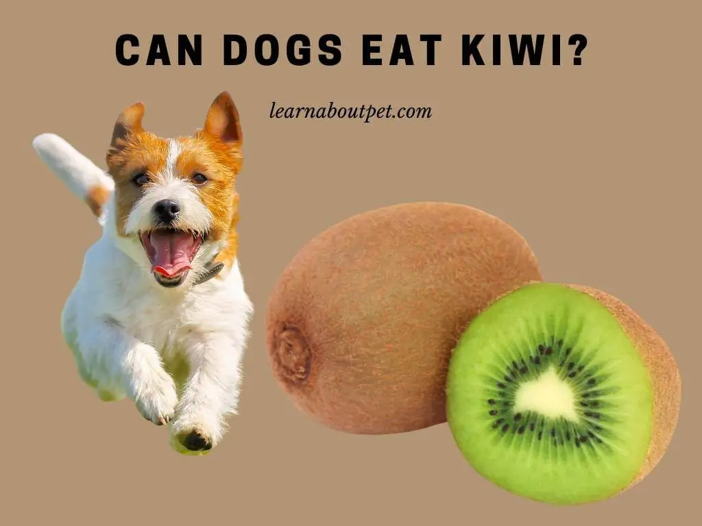 can dogs eat kiwi fruit