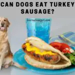 Can Dogs Eat Turkey Sausage? 7 Menacing Symptoms
