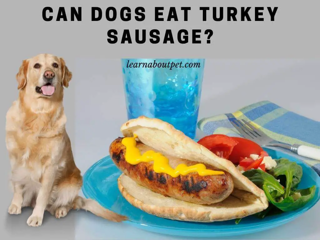 Can dogs eat turkey sausage