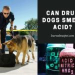 can drug dogs smell acid