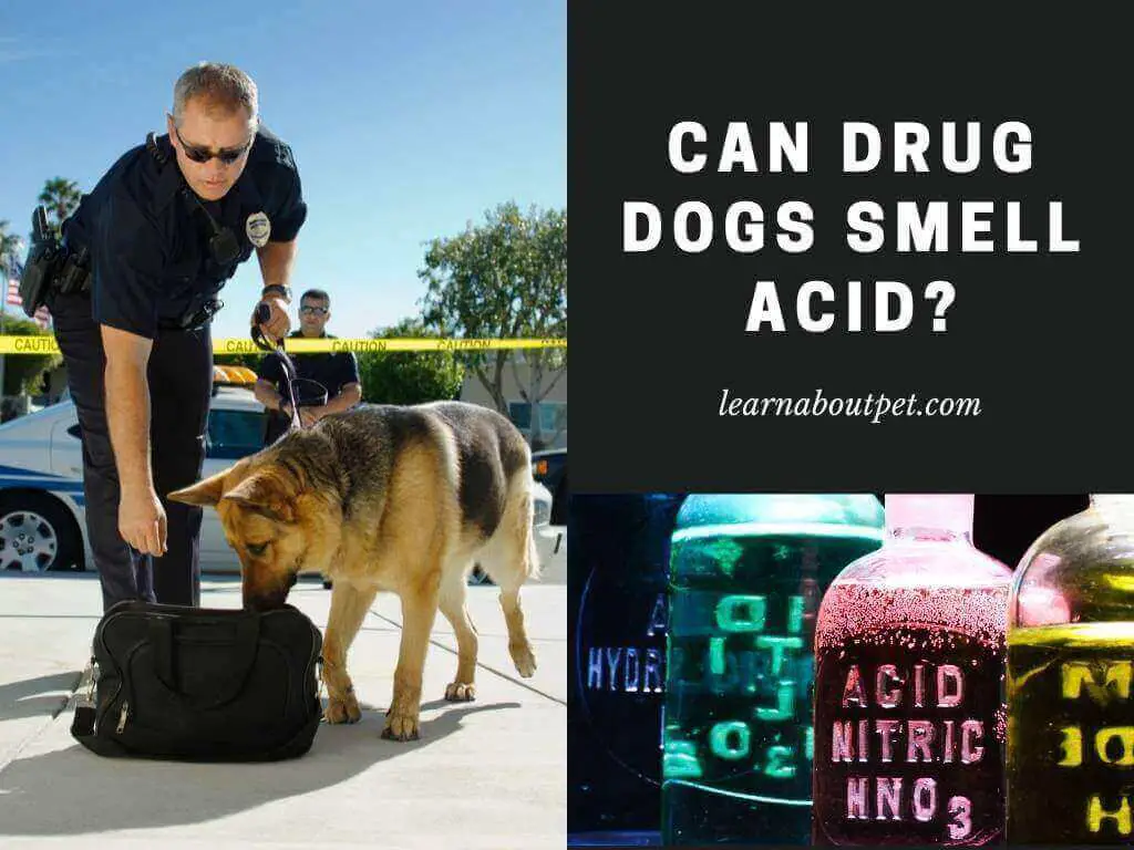 Can drug dogs smell acid
