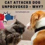 Cat Attacks Dog Unprovoked : 7 Clear Reasons Why Your Cat Is Attacking Dog
