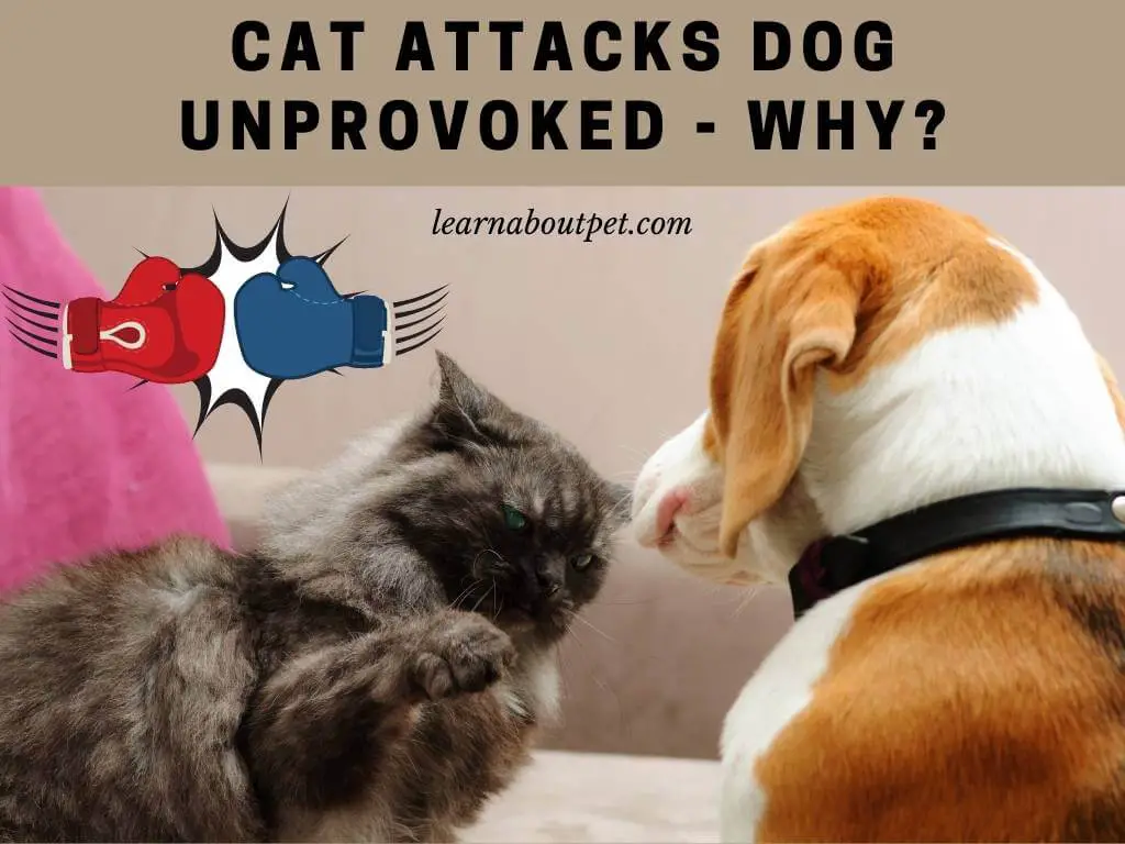 Cat Attacks Dog Unprovoked : 7 Clear Reasons Why Your Cat Is Attacking Dog