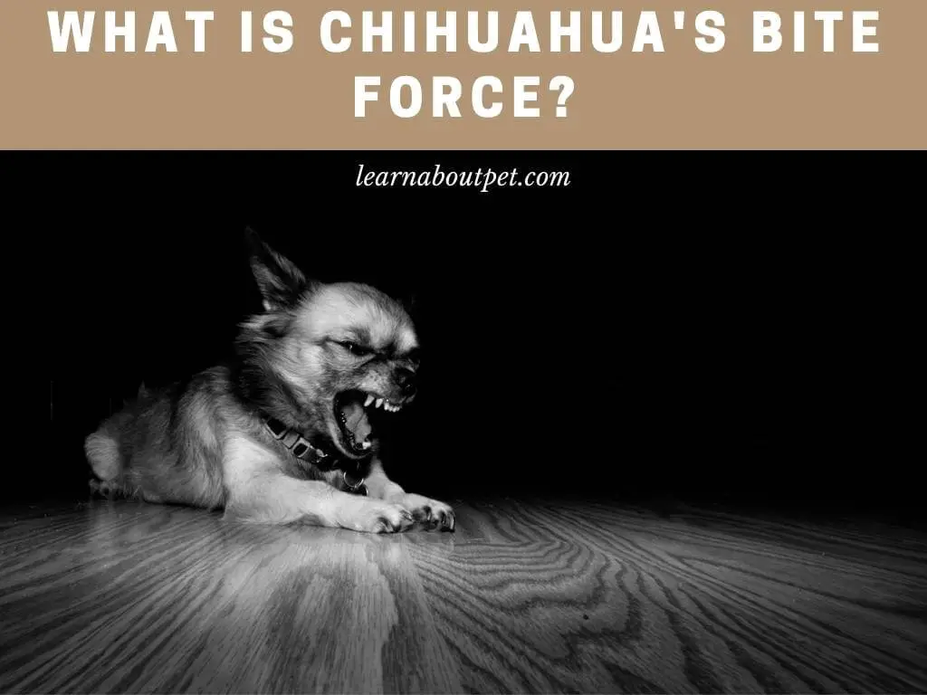 Chihuahua bite force