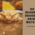 do bearded dragons drink water - bearded dragon water - how often do bearded dragons need water