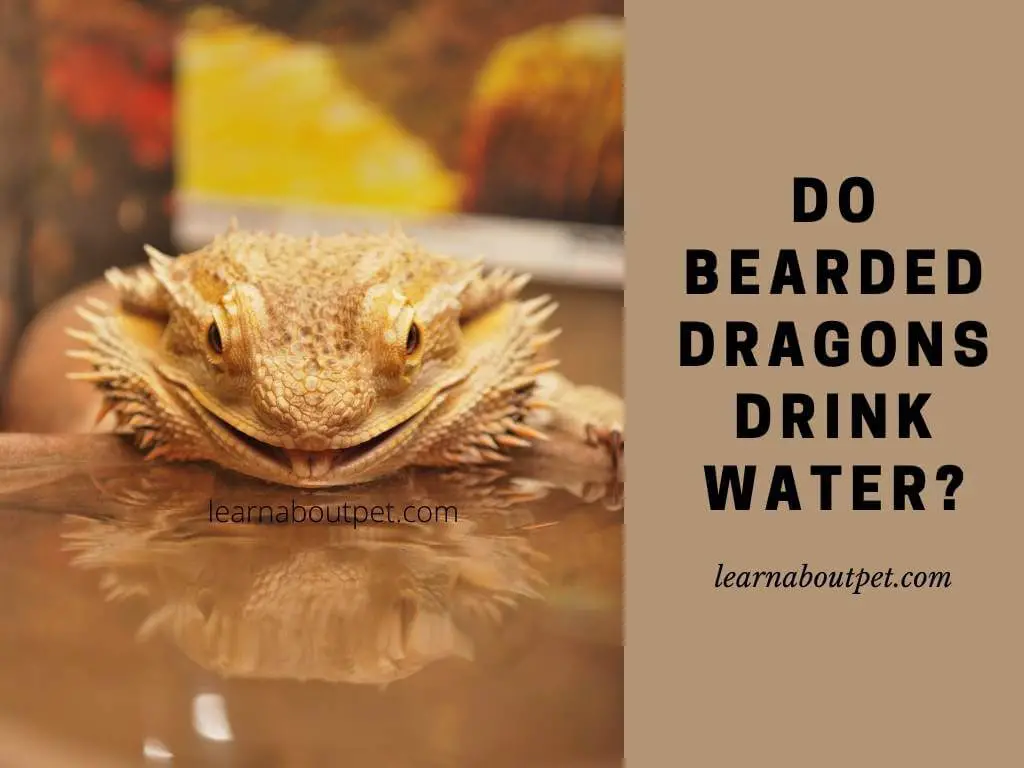 Do bearded dragons drink water