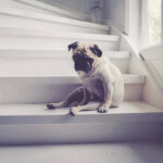 euthanize dog with hip dysplasia