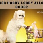 Is Hobby Lobby Pet Friendly? 7 Cool Pet Policy Tips In