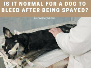 spayed bleed