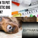 when to put diabetic dog down
