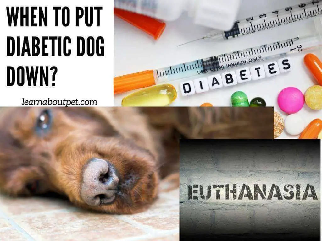 When to put diabetic dog down