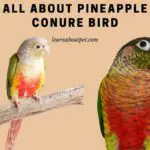 All About Pineapple Conure Bird : (3+ Cool Pictures!)