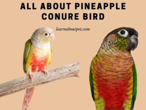 All about pineapple conure bird