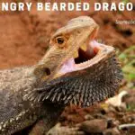 Angry Bearded Dragon : 13 Interesting Reasons That Make Beardie Mad