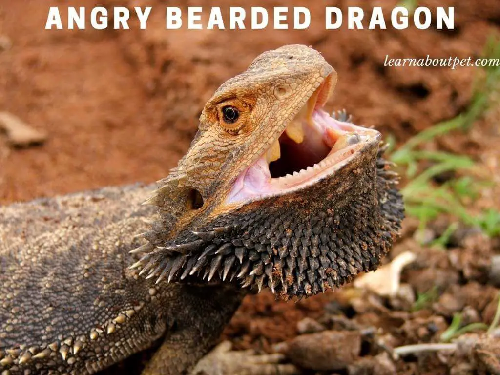 Angry bearded dragon