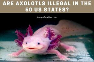 Are axolotls illegal