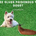 Are Slugs Poisonous To Dogs? (7 Menacing Symptoms)