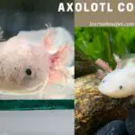 Axolotl Colors : 25 Cool Morphs Explained In Detail