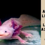 Axolotl Lifespan : How Long Do Axolotls Live As A Pet? 6 Clear Life Stages Axolotl Lifespan