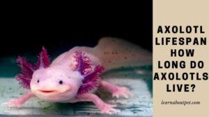 Axolotl lifespan